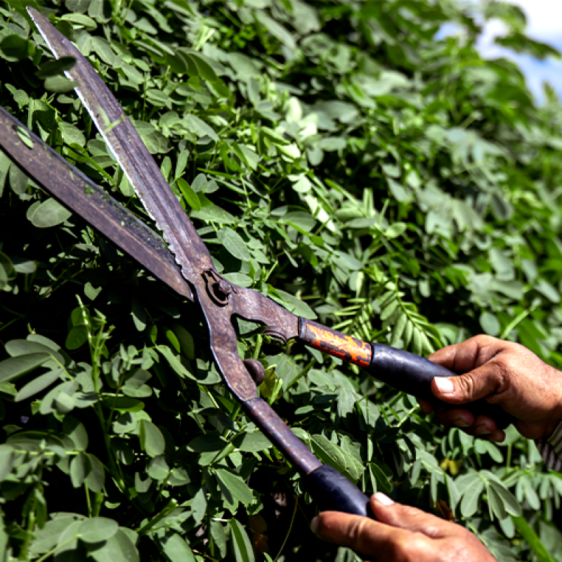 Empresa de Jardinagem Orçamento Pedras de Fogo - Empresa de Paisagismo e Jardinagem Terceirizada