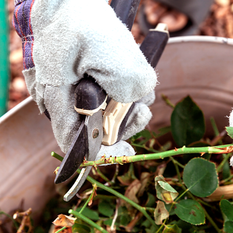 Empresa de Jardinagem Terceirizada Orçamento Feira Nova - Empresa de Paisagismo e Jardinagem Terceirizada