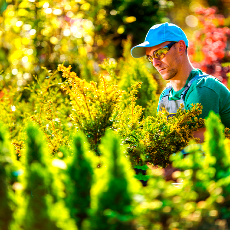 Empresa Jardinagem Valores Água Branca - Empresa Jardinagem Terceirizada