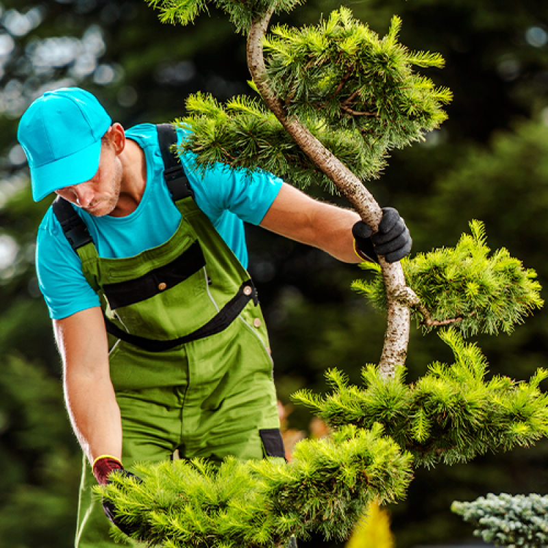 Qual o Preço de Serviço de Empresa de Paisagismo e Jardinagem Alphaville - Serviço de Empresa Jardinagem Terceirizada