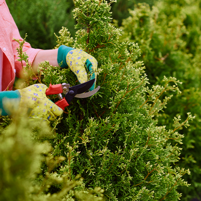 Qual o Preço de Serviço de Empresa Jardinagem Pinheiros - Serviço de Empresa de Paisagismo e Jardinagem Terceirizada