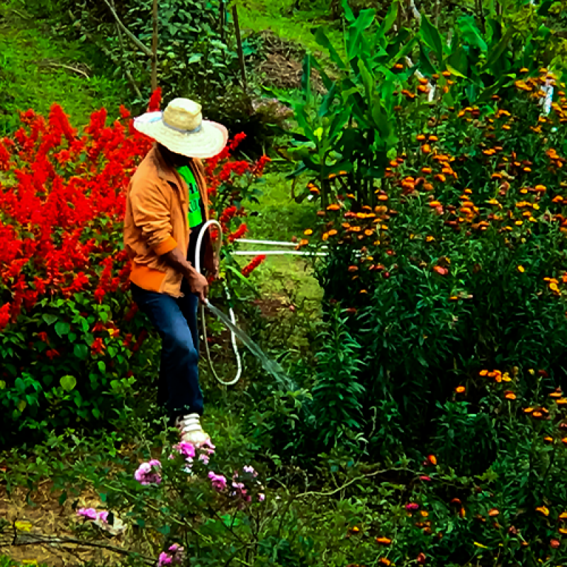 Quanto Custa Serviço de Empresa de Jardinagem e Paisagismo Verde Limão - Serviço de Empresa de Paisagismo e Jardinagem Terceirizada