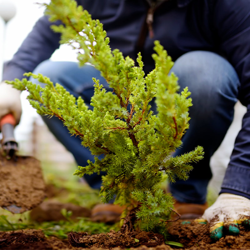 Quanto Custa Serviço de Empresa de Jardinagem Terceirizada Quixeramobim - Serviço de Empresa de Paisagismo e Jardinagem Terceirizada