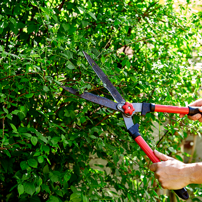 Serviço de Empresa de Jardinagem Terceirizada Rio Pequeno - Serviço de Empresa Jardinagem e Paisagismo