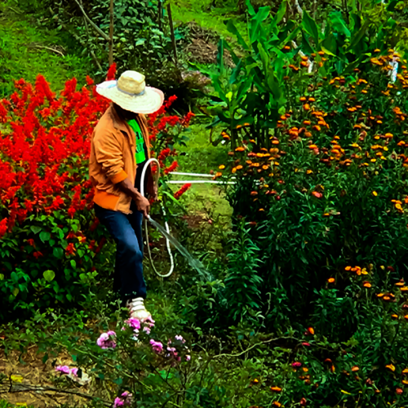 Serviço de Empresa Jardinagem e Paisagismo Orçamento Jardim São Paulo - Serviço de Empresa de Jardinagem Terceirizada