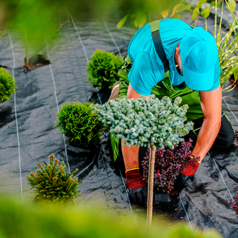 Serviço de Empresa Jardinagem Terceirizada Orçamento Floriano - Serviço de Empresa de Jardinagem