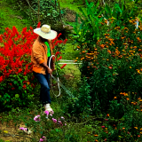 serviço de empresa de paisagismo e jardinagem terceirizada orçamento Amambai